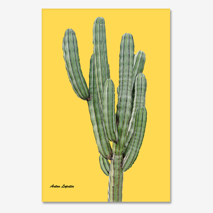 선인장Y (cactus yellow)