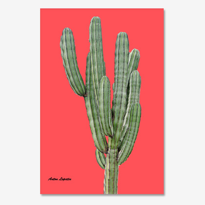 선인장R (cactus red)